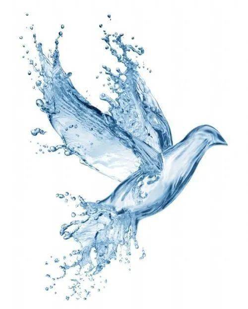 白鸽绿色关于水是生命之源这件事