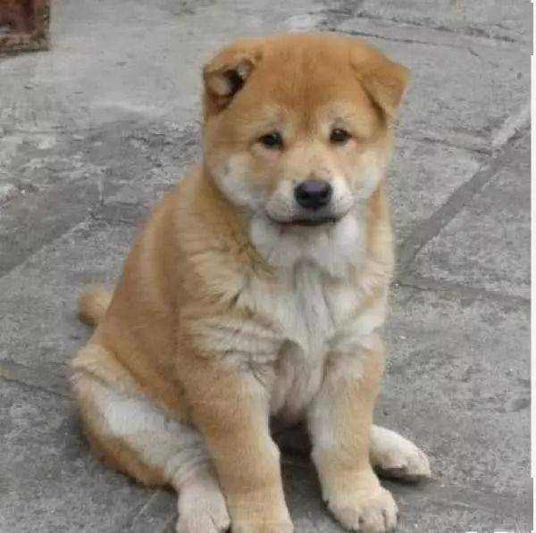 啥是中华田园犬 fec2a57e2333447e82adb9b0fe82274a.jpeg