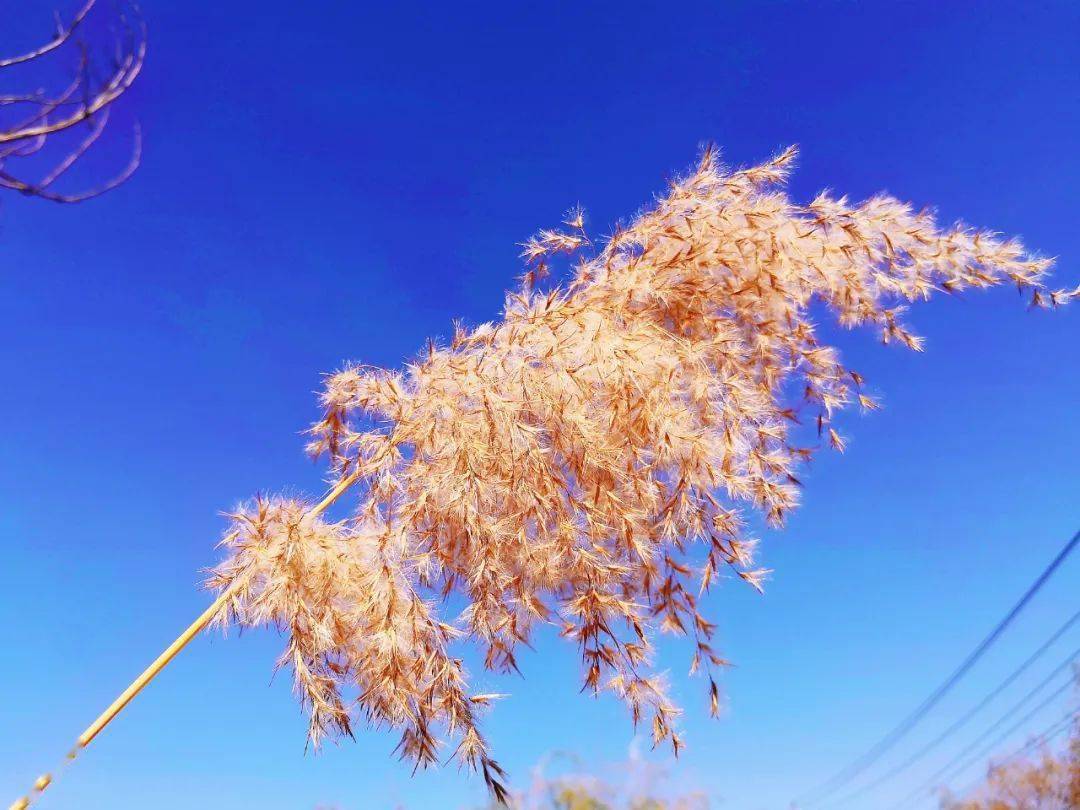 初冬,赏松柏美丽乡村风景如画