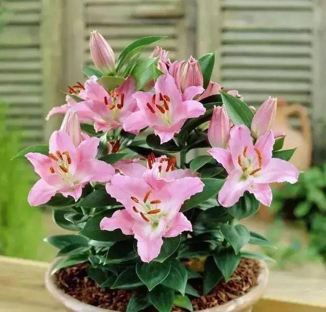选一种最漂亮的百合花,测你2020年有什么好事要发生!