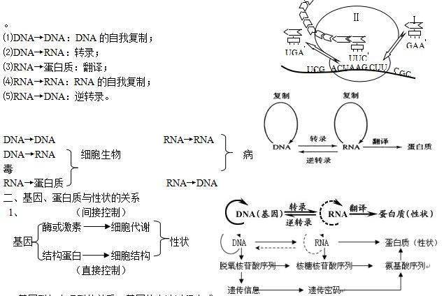 一, 中心法则:最先是由克里克命名,指的是遗传信息传