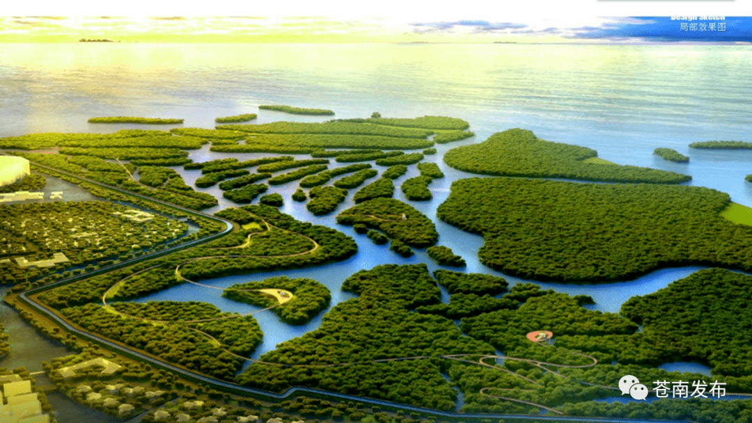 海上生红树鹭鸟共翩跹苍南打造中国北缘最大海湾红树林湿地