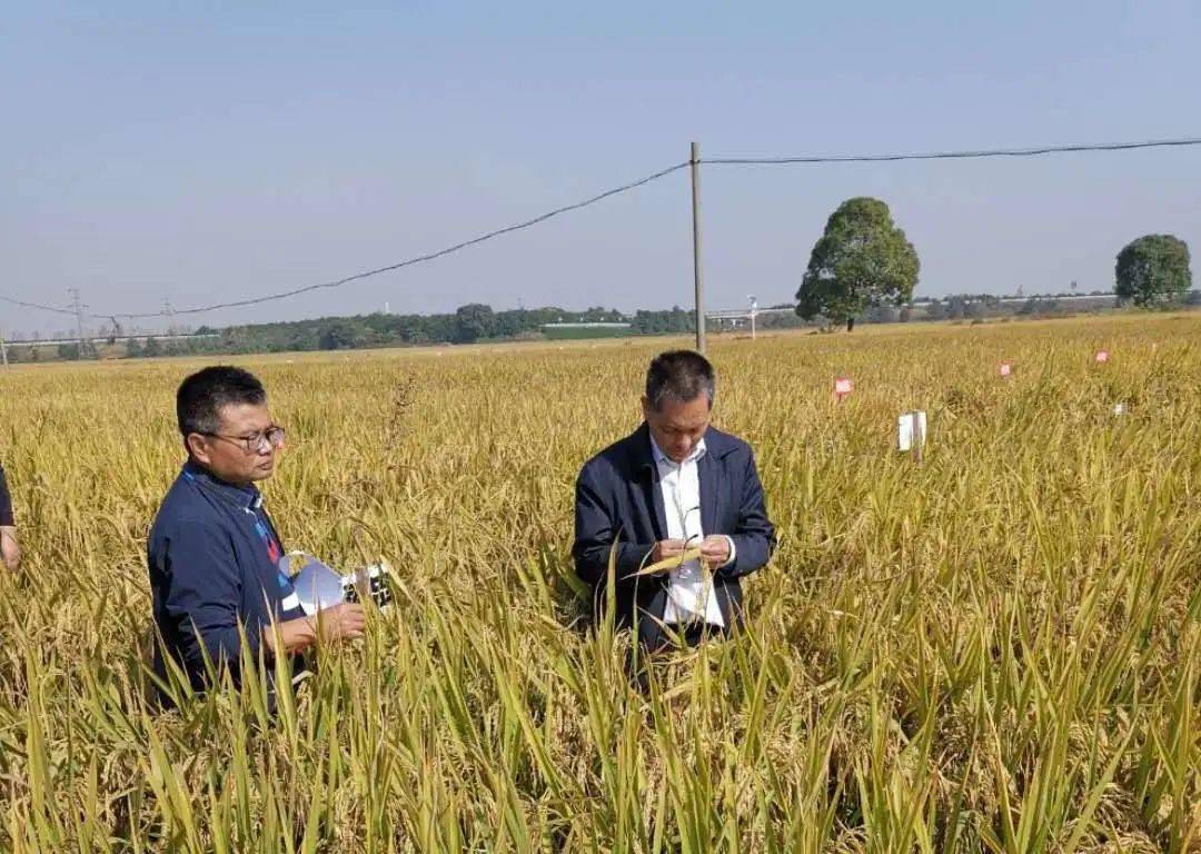 江西农大深入珠湖农场指导科研工作