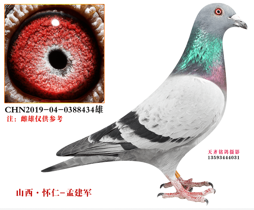 高价引进上海王臣桑杰士金牌汤姆鸽王等精品种鸽欣赏拍卖!