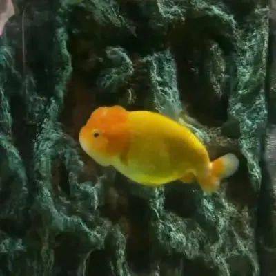 蒙淇淇|20块钱就能买到的绝美腮红？我不信！