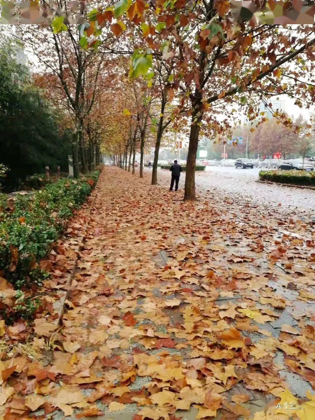 兰陵一夜冷雨,落叶飘满地!朋友圈被落叶美图刷屏