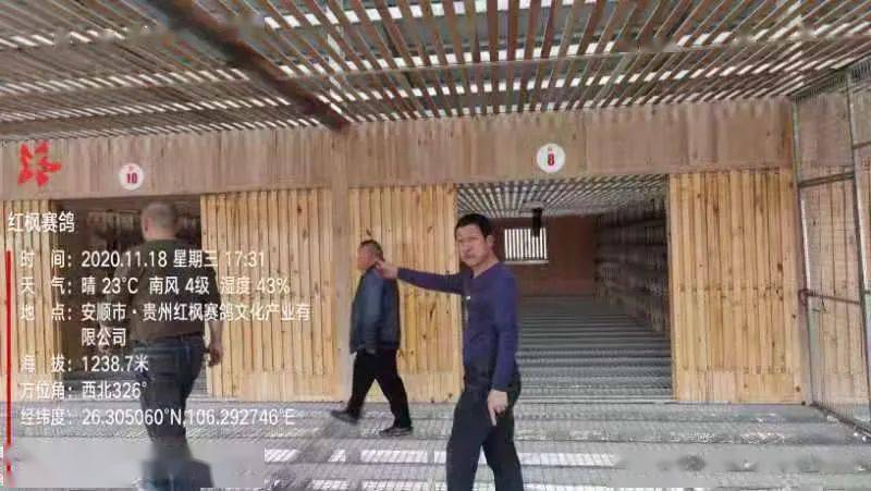 
红枫大棚第四关加站赛集鸽现场视频及图片：华体会体育hth官方网站(图7)