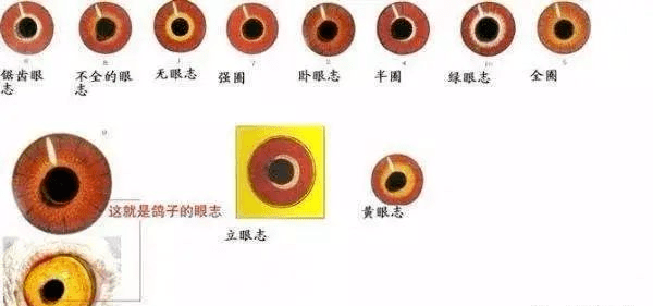 如何从鸽眼快速识别鸽子优劣