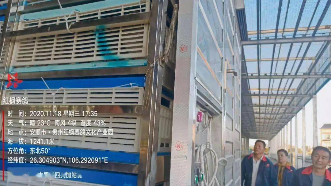 
红枫大棚第四关加站赛集鸽现场视频及图片：华体会体育hth官方网站(图10)