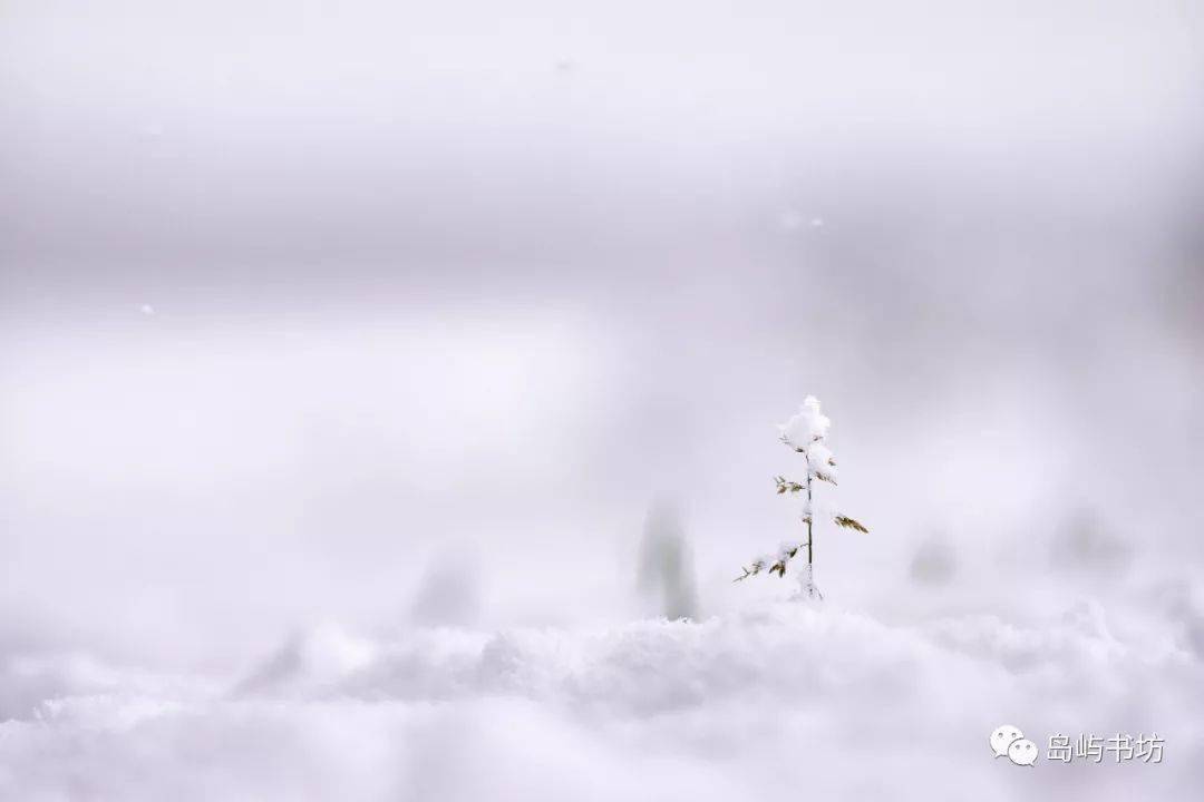 梦见雪,梦境中的纯净与启示 梦见雪,梦境中的纯净与启示