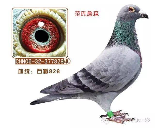 石板鸽体型短比长好!_羽色分