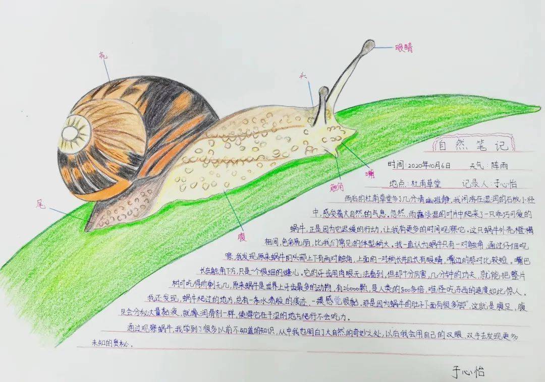 认真观察一草一木,甚至是一只昆虫,仔细描绘,一幅幅自然笔记作品就