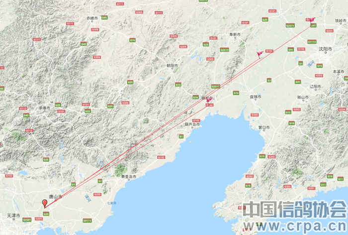 信鸽|起底天价赛鸽背后：产业规模破百亿，一场比赛奖金动辄上千万