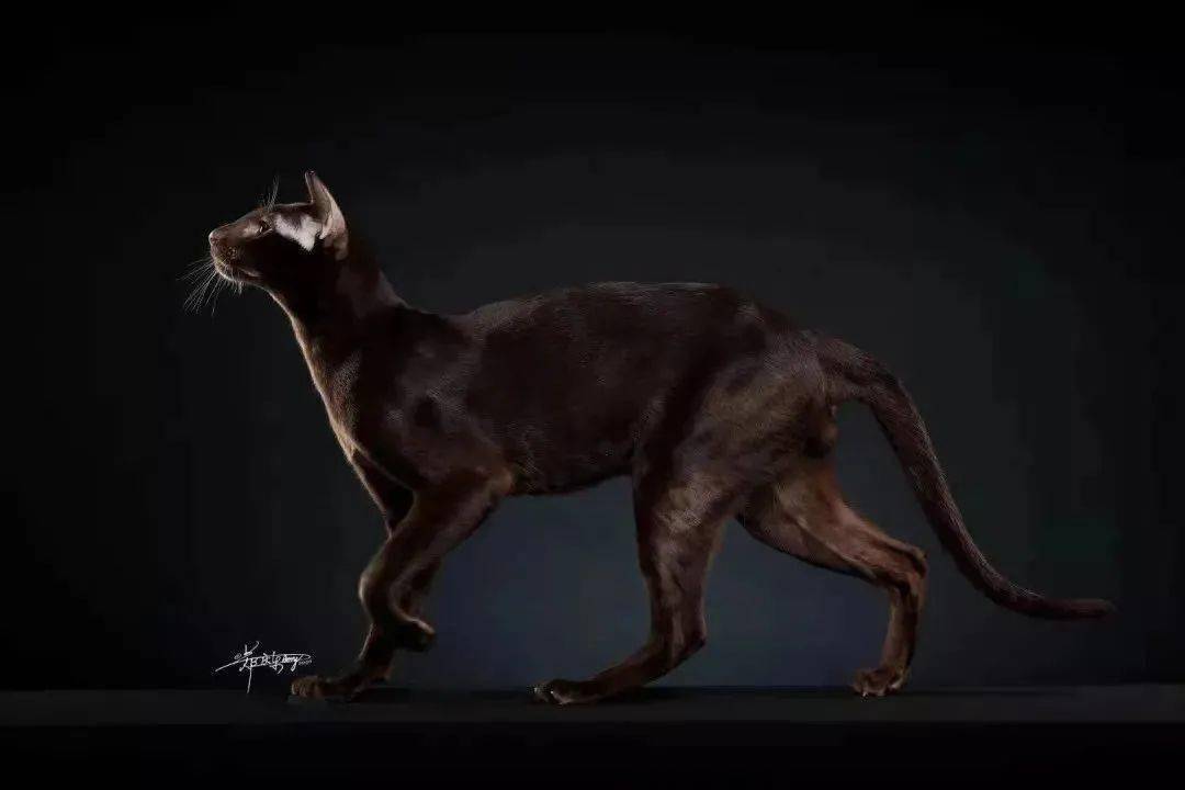 东方短毛猫