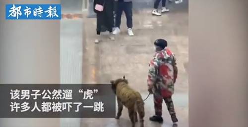牵“老虎”逛街？男子将金毛打扮成老虎看呆路