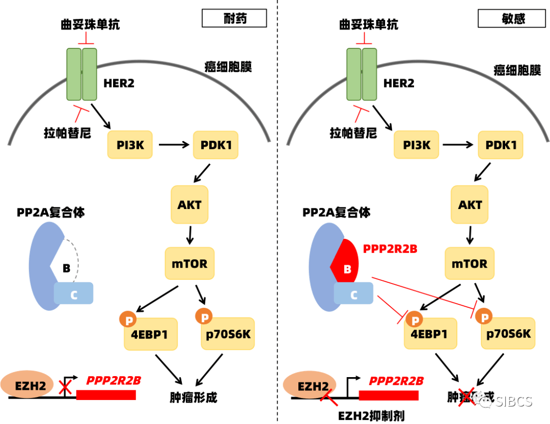 逆转乳腺癌患者靶向治疗耐药的新靶点