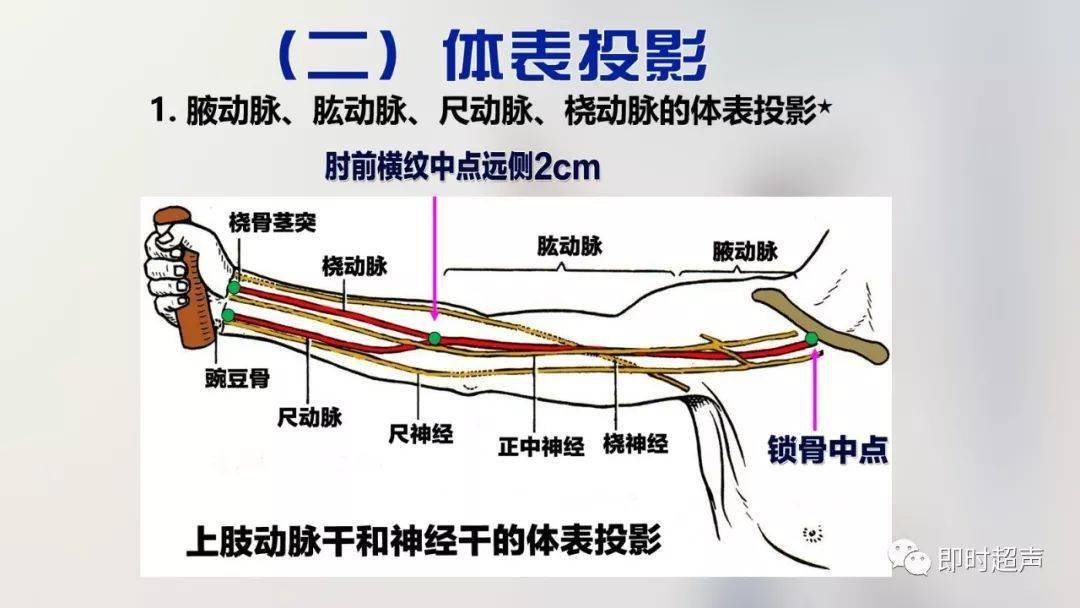 经典珍藏版70张超详细上肢解剖图示注解