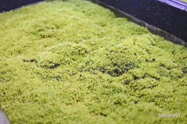 苔藓微景观制作教程 36449bf9c08344c395d8a0adecd2f800.jpeg