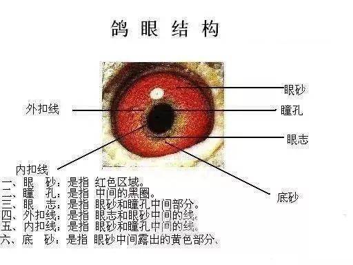 鸽经| 有距离线的鸽眼属高级育种眼!