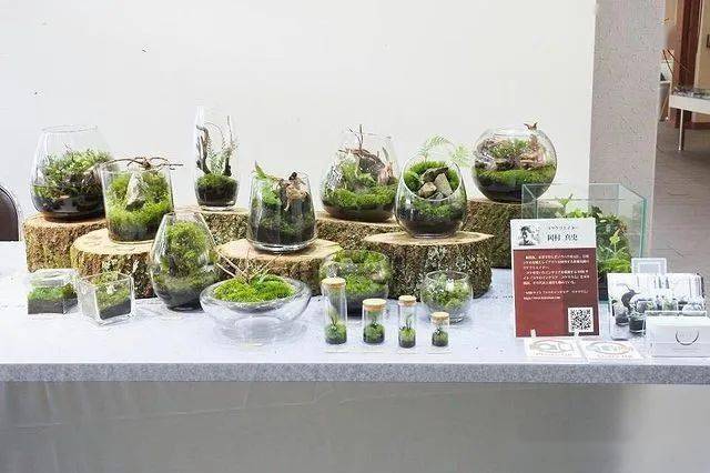 苔藓微景观作品300款设计