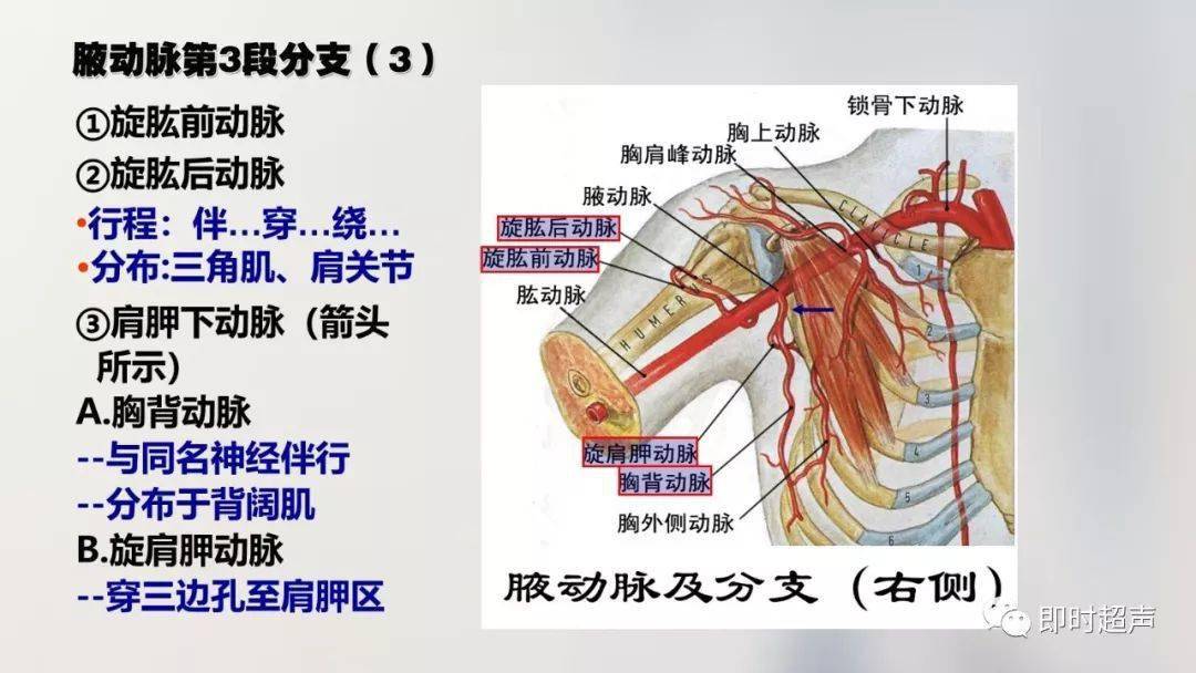 经典珍藏版70张超详细上肢解剖图示注解