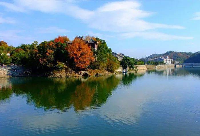 奉化银杏村黄遍山谷,享受秋日的金黄,亭下湖孤独的杉树,溪口老街漫行