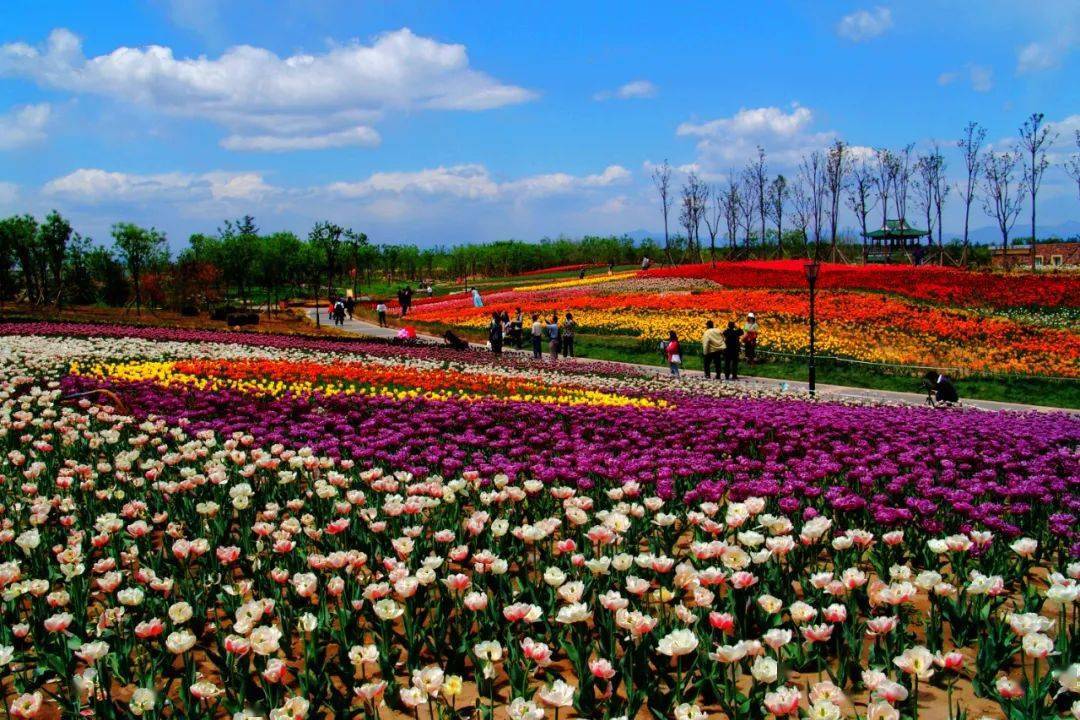 人文景观类 北京国际鲜花港地处顺义区杨镇,园区每年举办以郁金香
