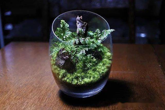 苔藓微景观作品300款设计