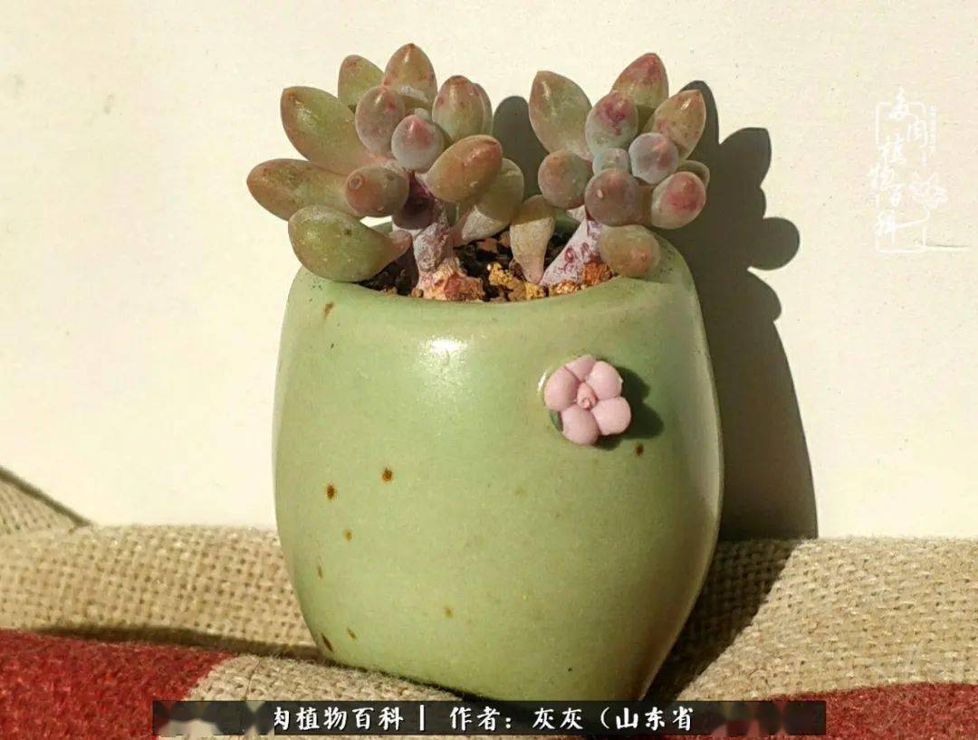 养多肉四年铁打的盆盆流水的肉无需多问问就是喜欢
