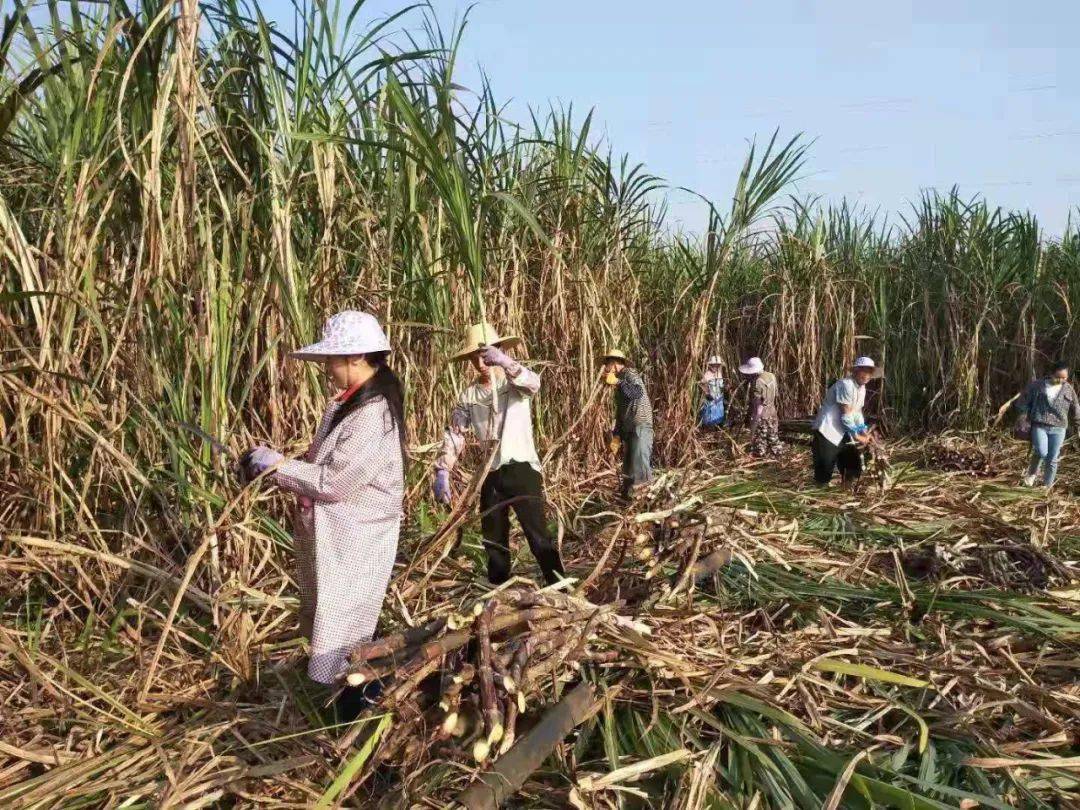 黔东南州有组织劳务输出南下砍甘蔗