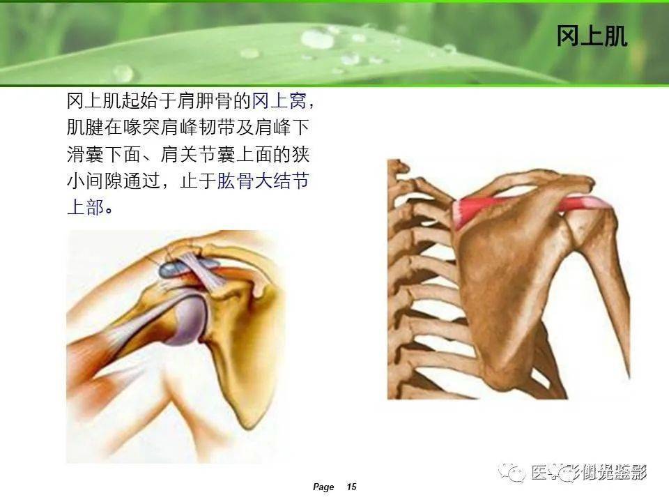 收藏:肩关节mri解剖肩袖损伤诊断技巧