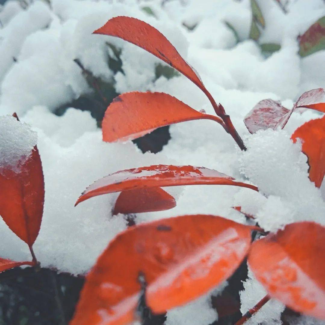 铃什么雪成语(3)