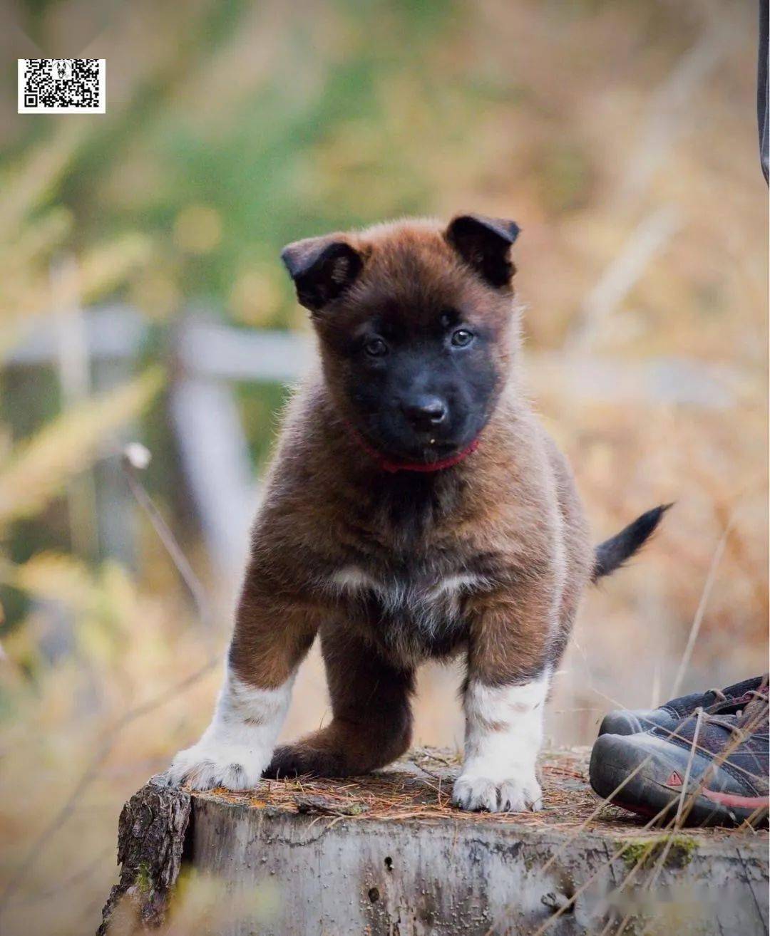 带白的马犬,不一样的韵味!