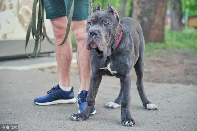 犬界8大猛犬,藏獒只排第七,第一名就是个"疯子"
