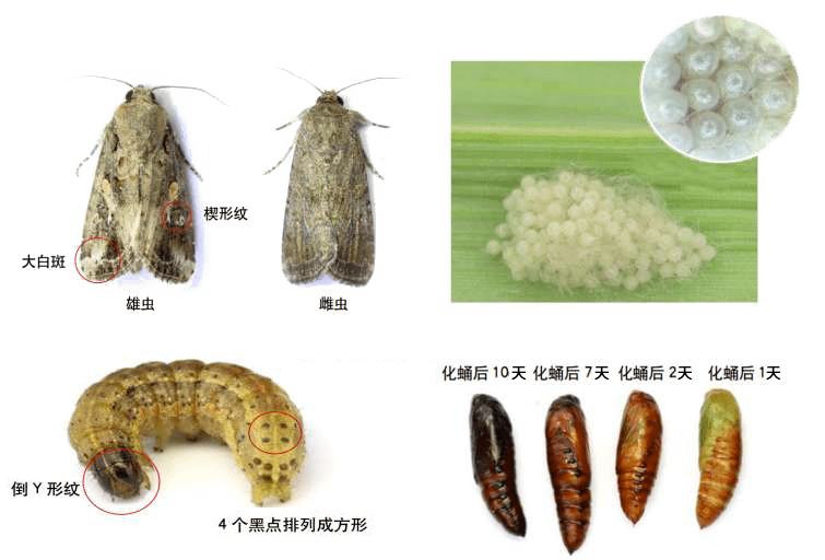 智斗幺蛾子!打响"虫口夺粮"保卫战