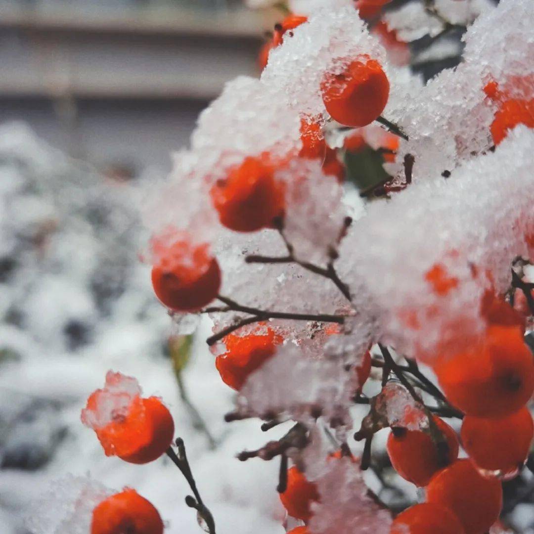 铃什么雪成语(3)