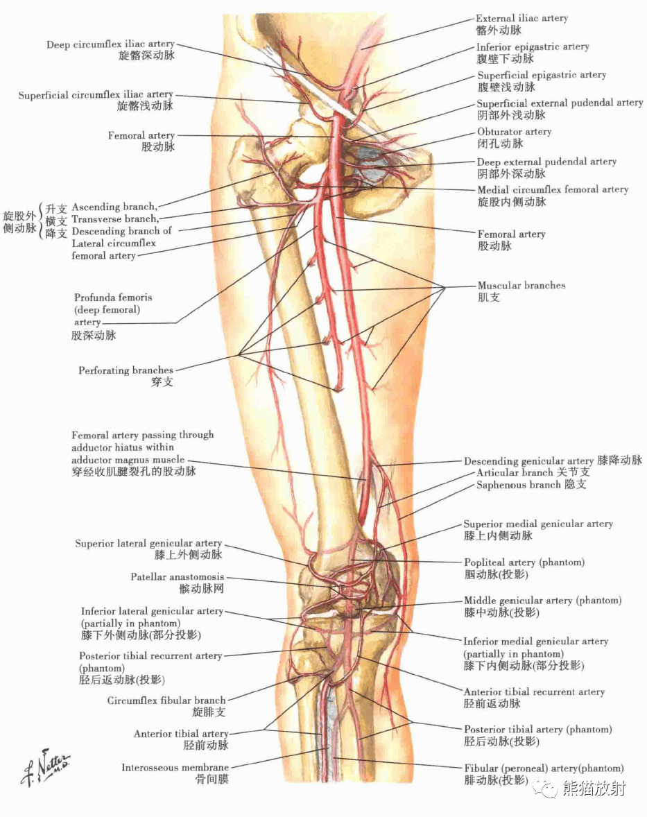 膝,小腿和足的动脉