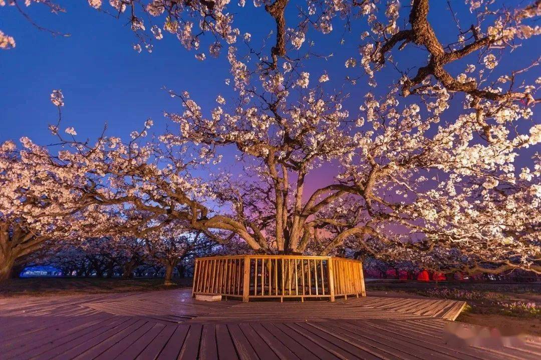 遇见砀山之——梨树王风景区