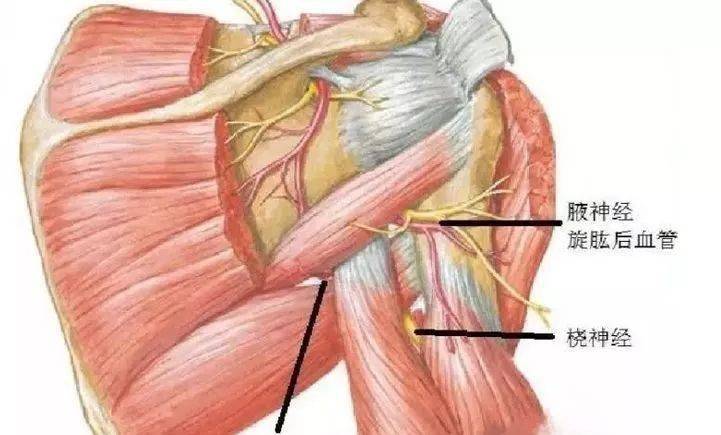 腋神经 肩四边孔综合征的针刀治疗_肩胛骨