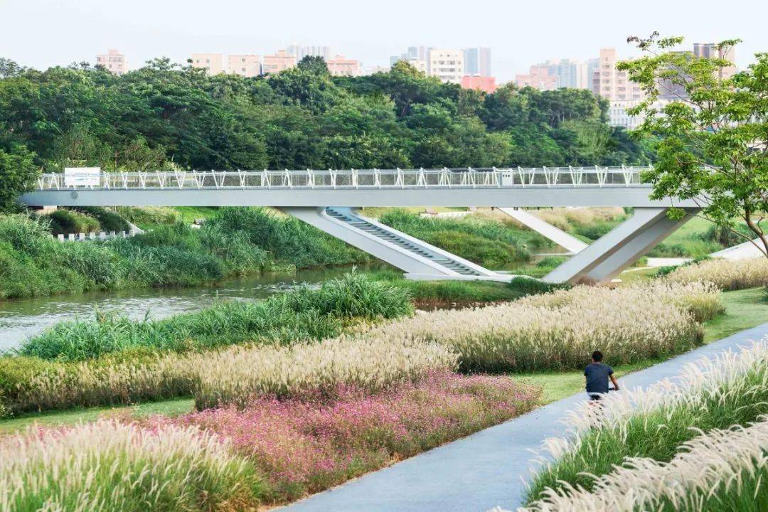 ar精选重塑河道生命系统深圳茅洲河碧道光明段生态修复试点eadg