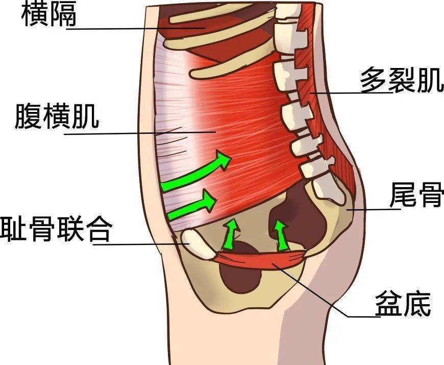 女性盆底的15个秘密你都知道么