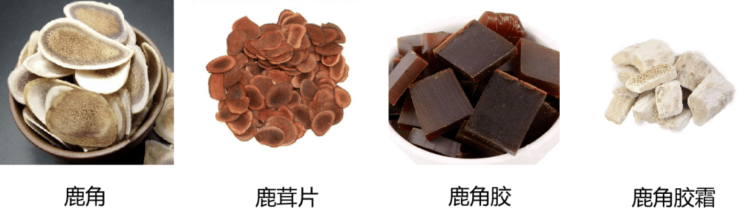 Lộc giác, lộc nhung, lộc giác giao, lộc giác giao sương