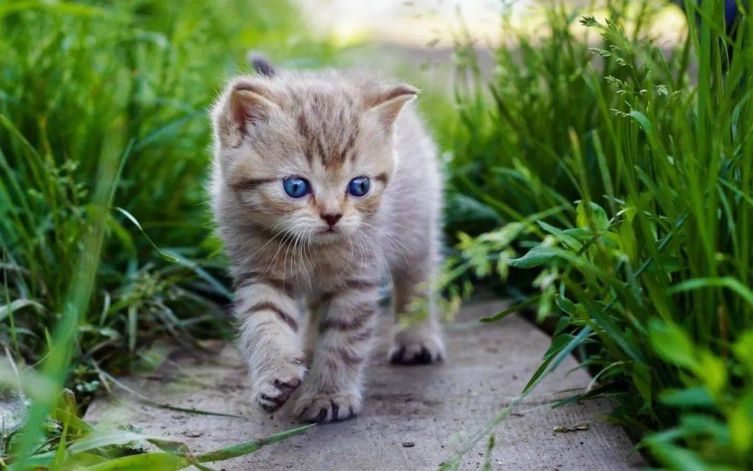 【经典课文】猫（文/郑振铎 诵/剪风）