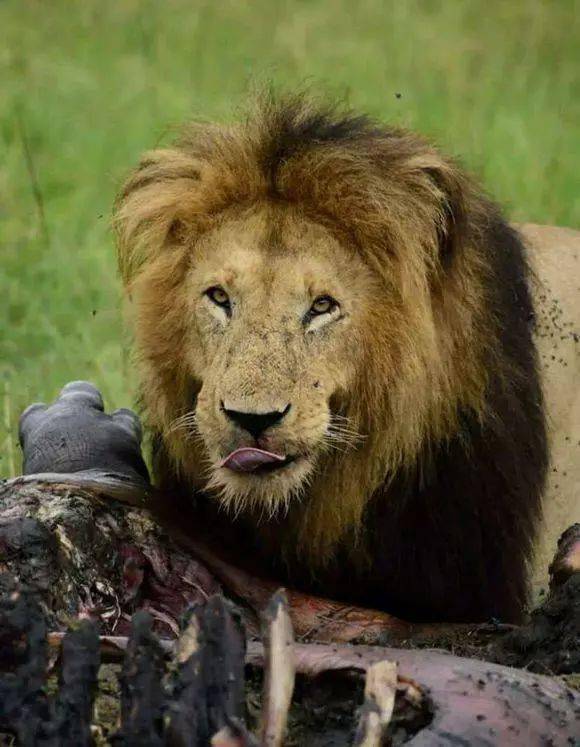 狮子发现一头河马尸体,吃着吃着突然露出愤怒的表情,这是咋了?