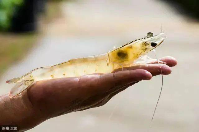 什么是高密度虾 056354538e7b424083dca3424292db23.jpeg