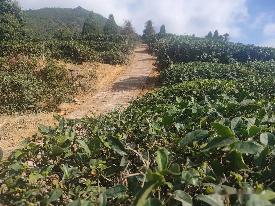 GDP添绿_爱绿护绿手抄报(3)