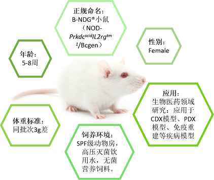 b-ndg小鼠促销方案