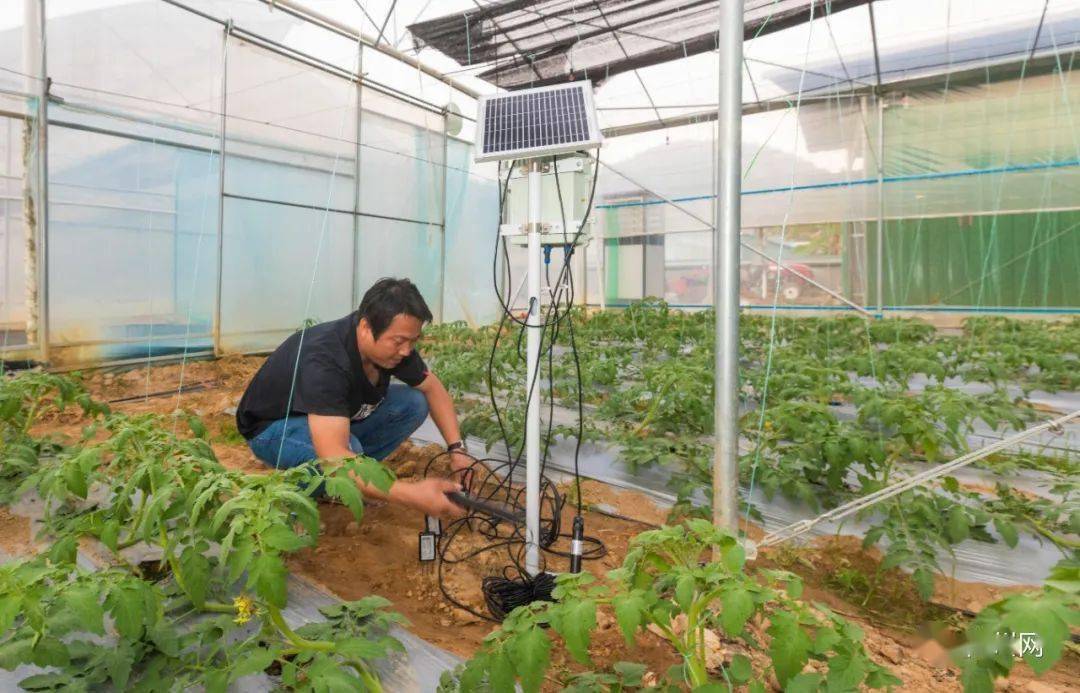 脱贫攻坚丨梅江区:稻子脱壳成"金子" 菜棚摇变"聚宝棚