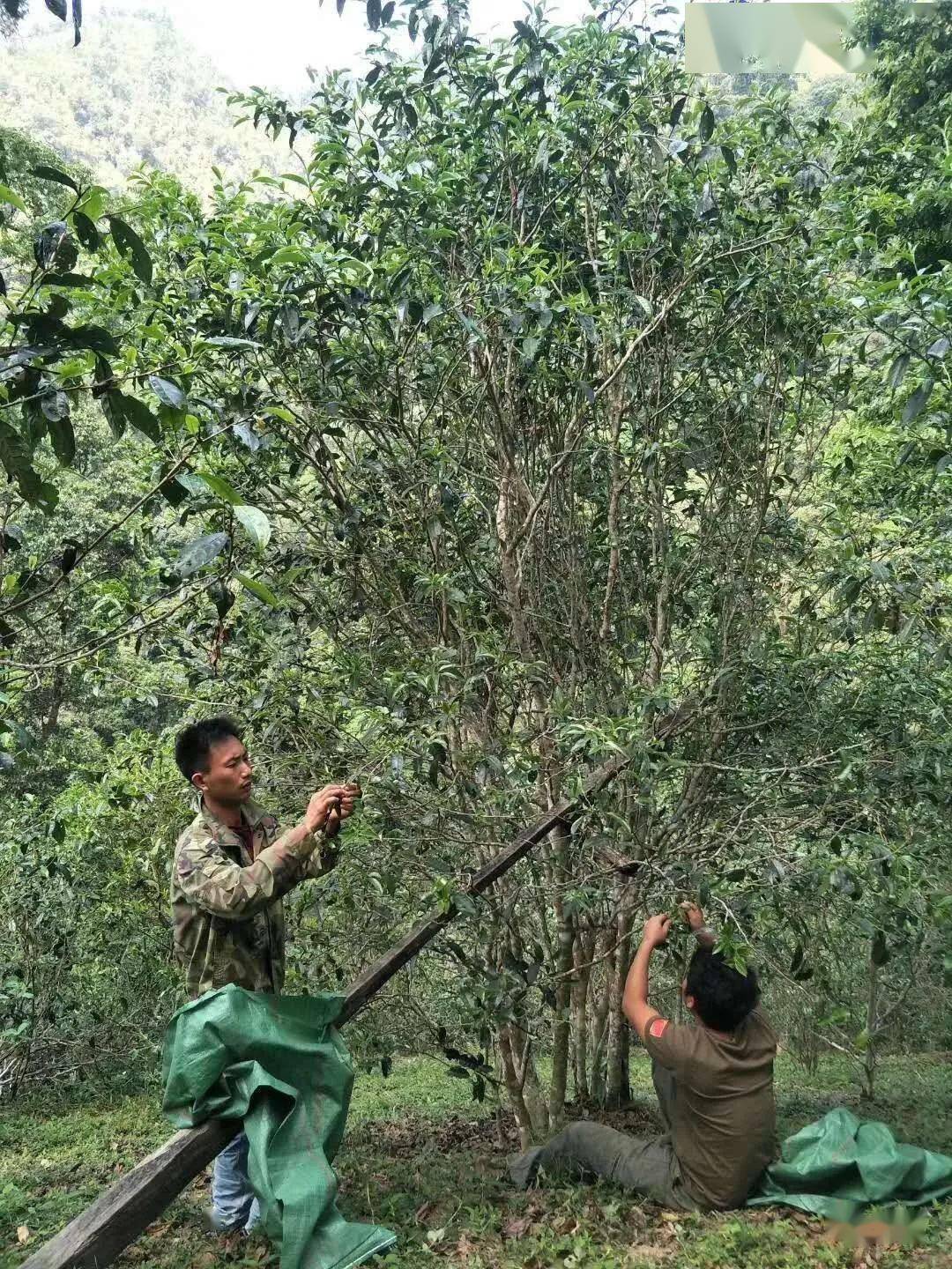 易武原始森林薄荷塘茶王树普洱茶