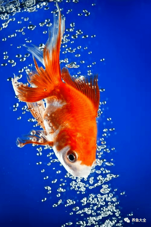 金鱼养殖必看:水质管理3大关键,换水技巧与常见误区全解析